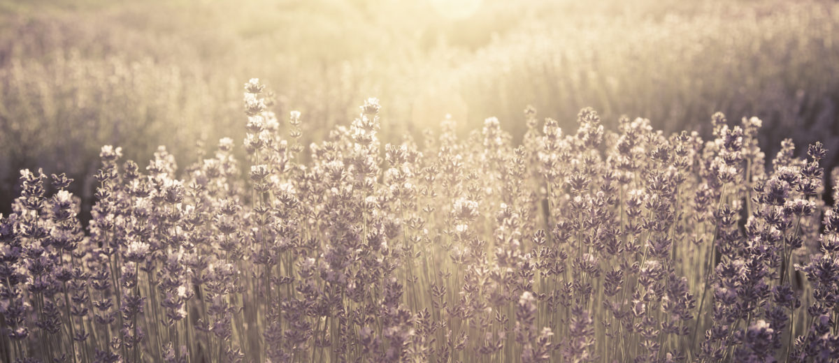 Morning sun rays shining down on purple field of lavender.