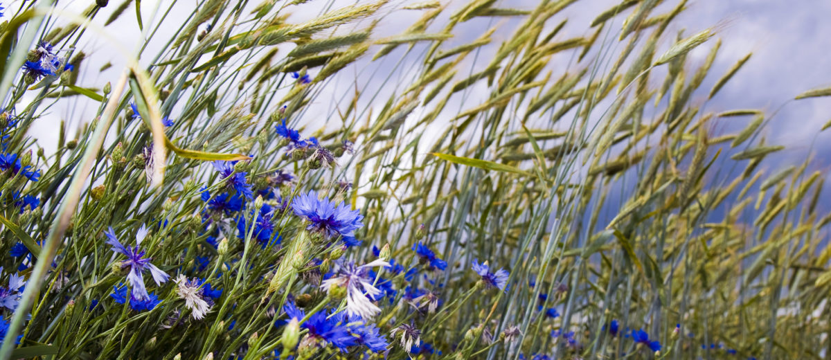 cornflower, blue, barley, cornfield, field, sky, dark, boundary ridge, edge of the field, wind, windy, clouds, oblique